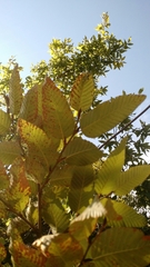 Nothofagus alpina
