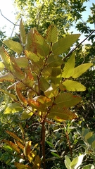 Nothofagus alpina