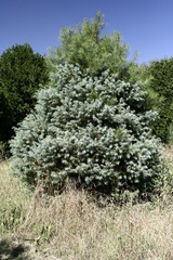 Pinus maximartinezii