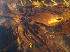 Sarcothalia lanceata