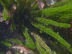 Caulerpa brownii