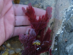 Euptilota formosissima