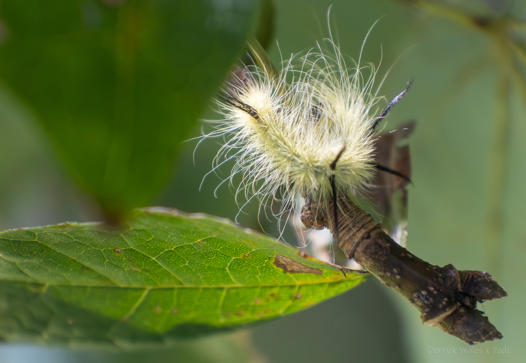 Black Maple In August 2023 By Derrick Wales INaturalist   Large 