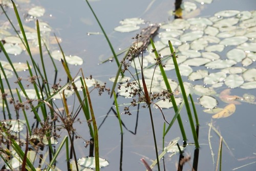 Scirpus X peckii