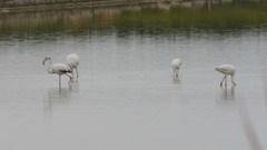 Phoenicopterus roseus