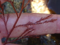 Streblocladia glomerulata