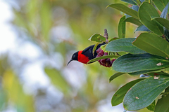Red-Collared Myzomela photo 2