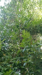 Laurelia sempervirens