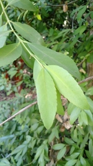 Laurelia sempervirens