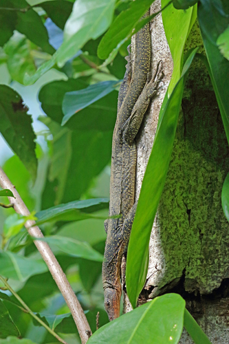 Varanus chlorostigma