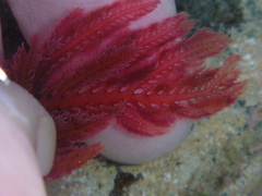 Euptilota formosissima