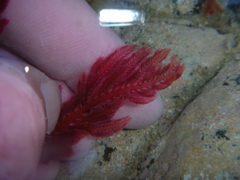 Euptilota formosissima