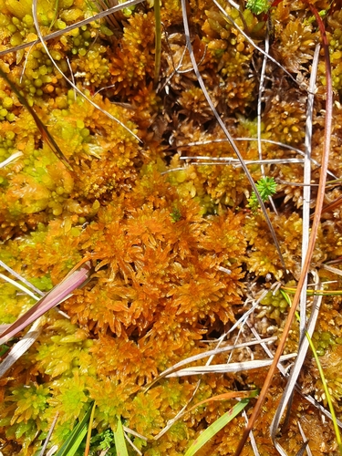 Image of Sphagnum pulchrum by no rights reserved