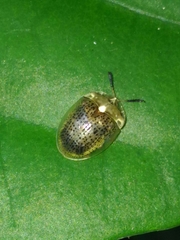 Cistudinella obducta