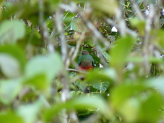 Pharomachrus auriceps