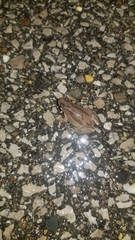 Pseudacris triseriata