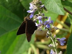 Murgaria jalapus