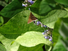 Murgaria jalapus