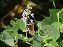 Murgaria jalapus