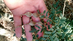 Sophora macrocarpa