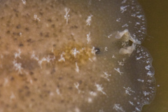 Pseudoceros canadensis