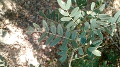 Sophora macrocarpa