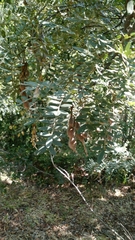 Sophora macrocarpa