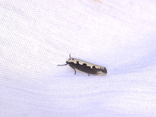 Viper's Bugloss Moth, 5694 Breugel, Nederland, photo 7 of 10