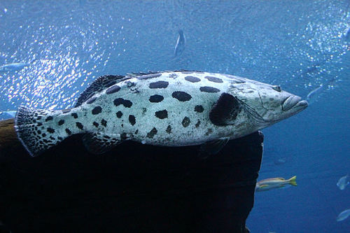 Epinephelus tukula