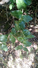 Citronella mucronata