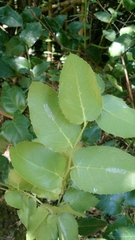 Citronella mucronata