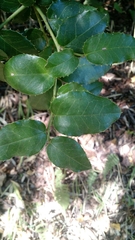 Citronella mucronata
