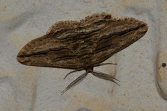 Menophra harterti