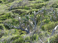 Dendrocereus nudiflorus