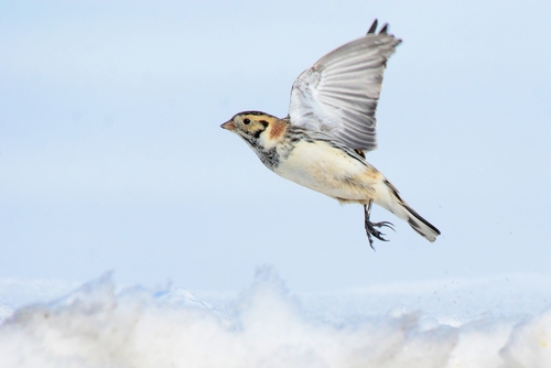 Lapland Longspur