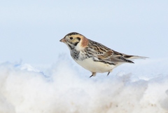 Lapland Longspur photo 5