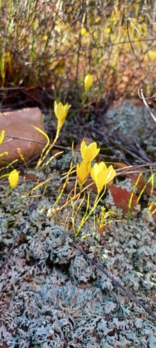 Geissorhiza ornithogaloides