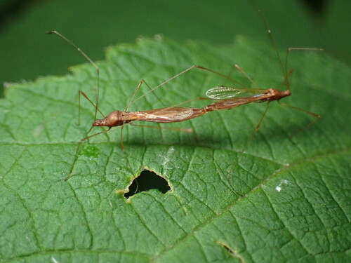 Jalysus spinosus