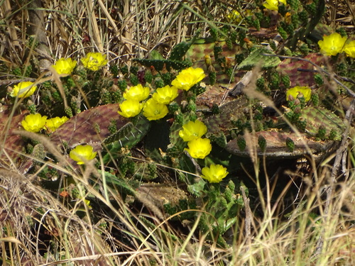 decumbens cactus
