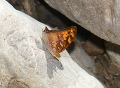 Vagrans sinha sinha