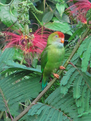 Loriculus beryllinus