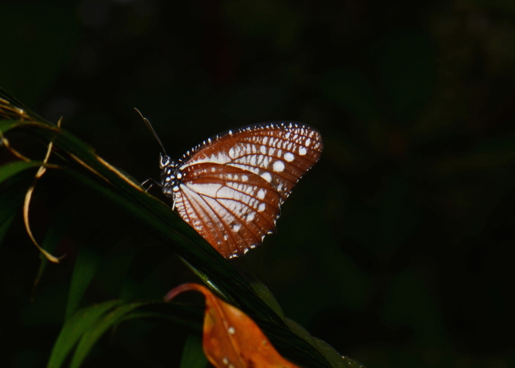 Elymnias ceryx