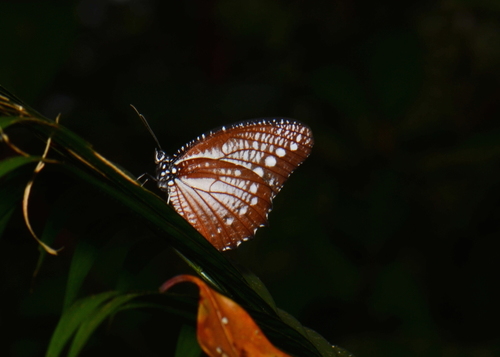 Elymnias ceryx
