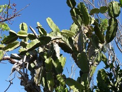 Dendrocereus nudiflorus