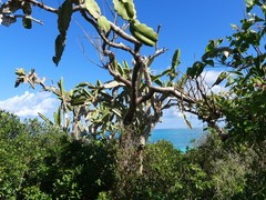 Dendrocereus nudiflorus
