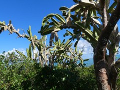 Dendrocereus nudiflorus