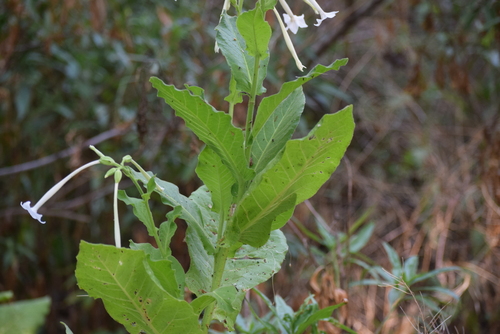 Image of Nicotiana sylvestris by (c) William Harmon, some rights reserved (CC BY)