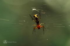 Micrathena funebris