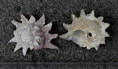 Astraea heliotropium