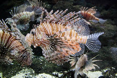 Pterois